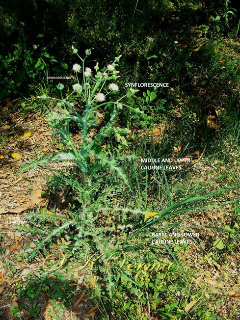  Plant